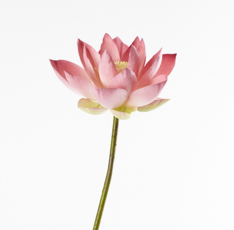 lotus-flower-20-petal-j-s-flower