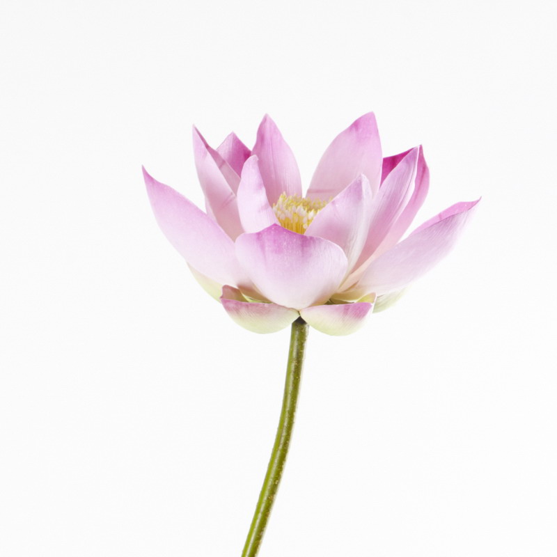 16 Petal Lotus Meaning