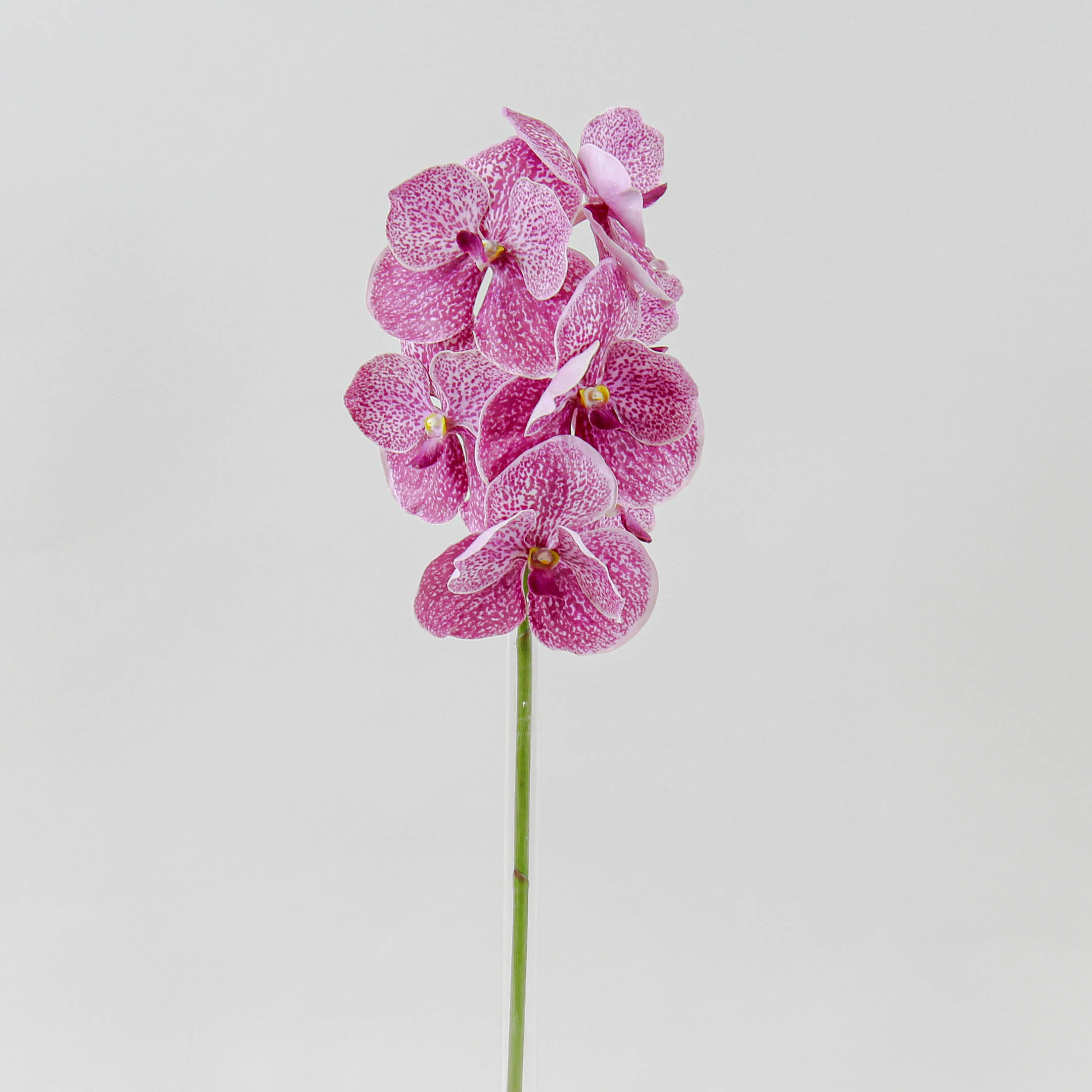 Vanda Orchid – Permaflora