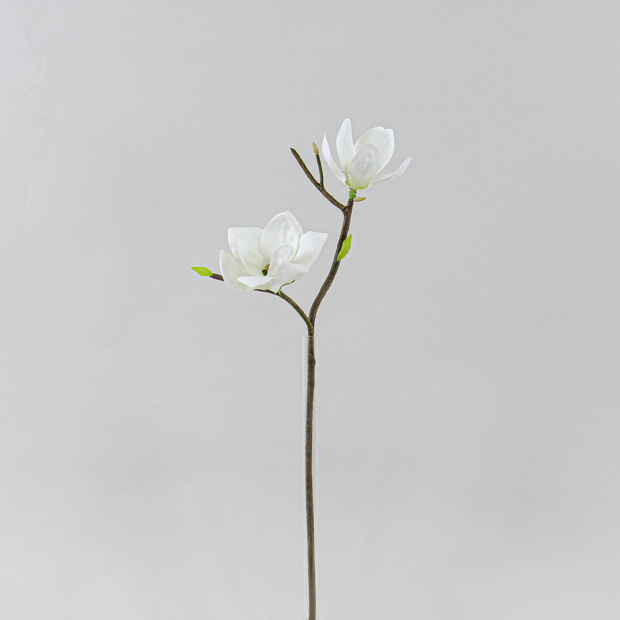 Japanese Magnolias – Permaflora