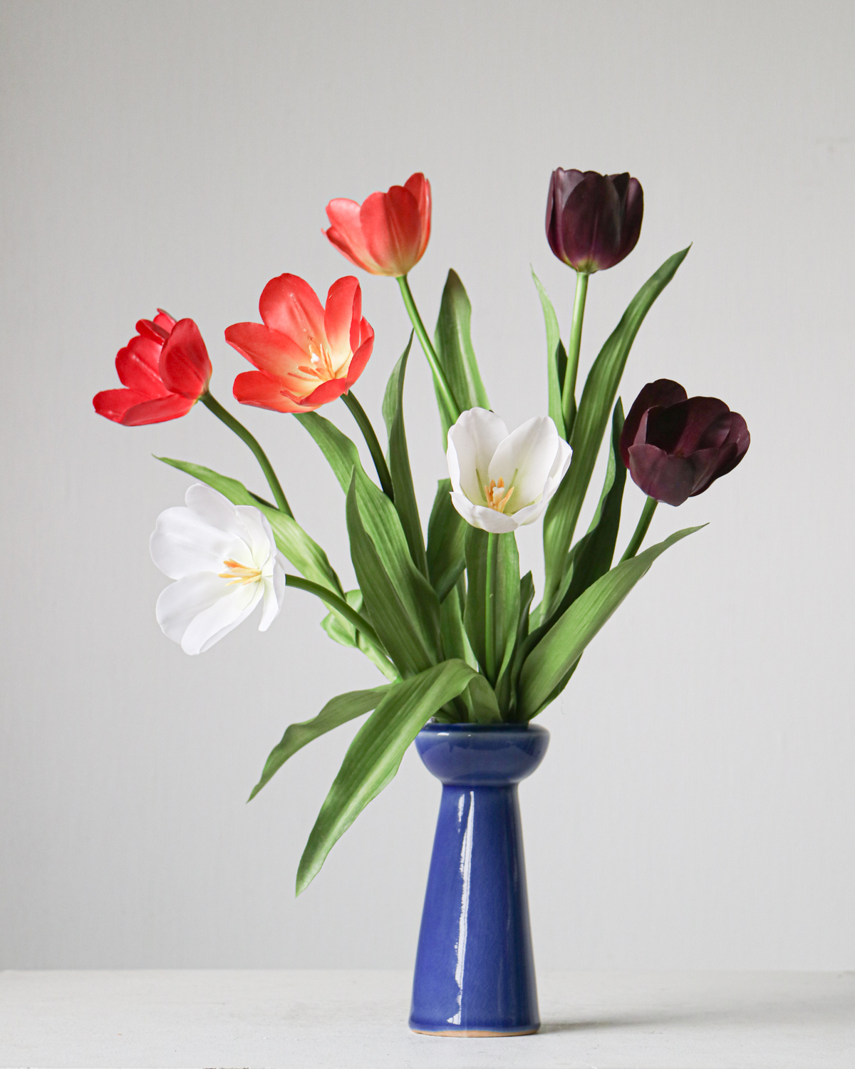 Small Holland Tulip